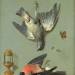 Still Life With Birds and Insects